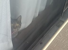 「ベランダ」での出会い