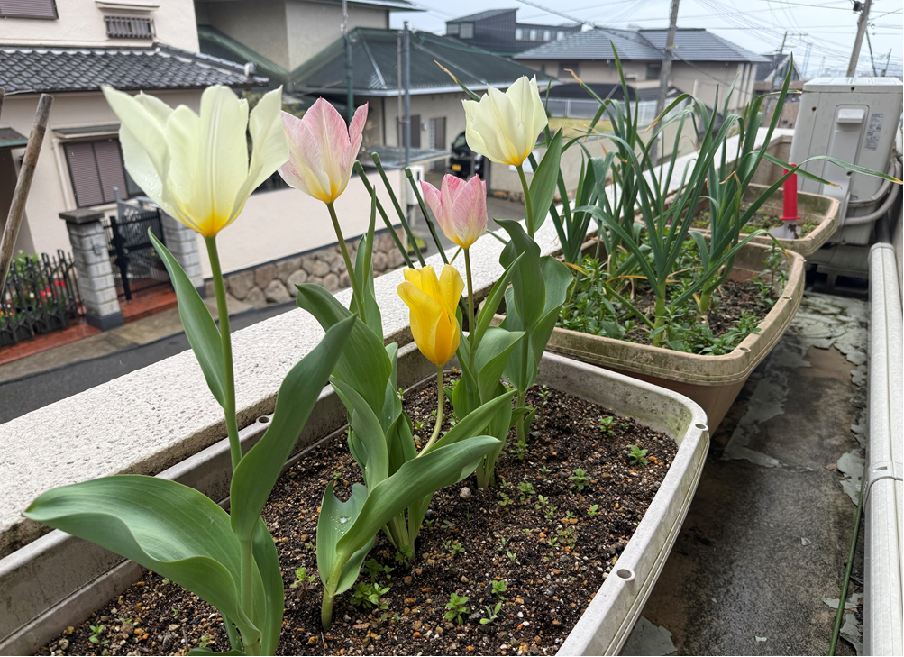 育てていたチューリップが咲きました🌷